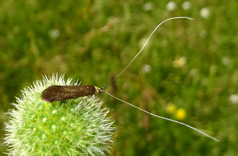 Nemophora metallica - Adelidae